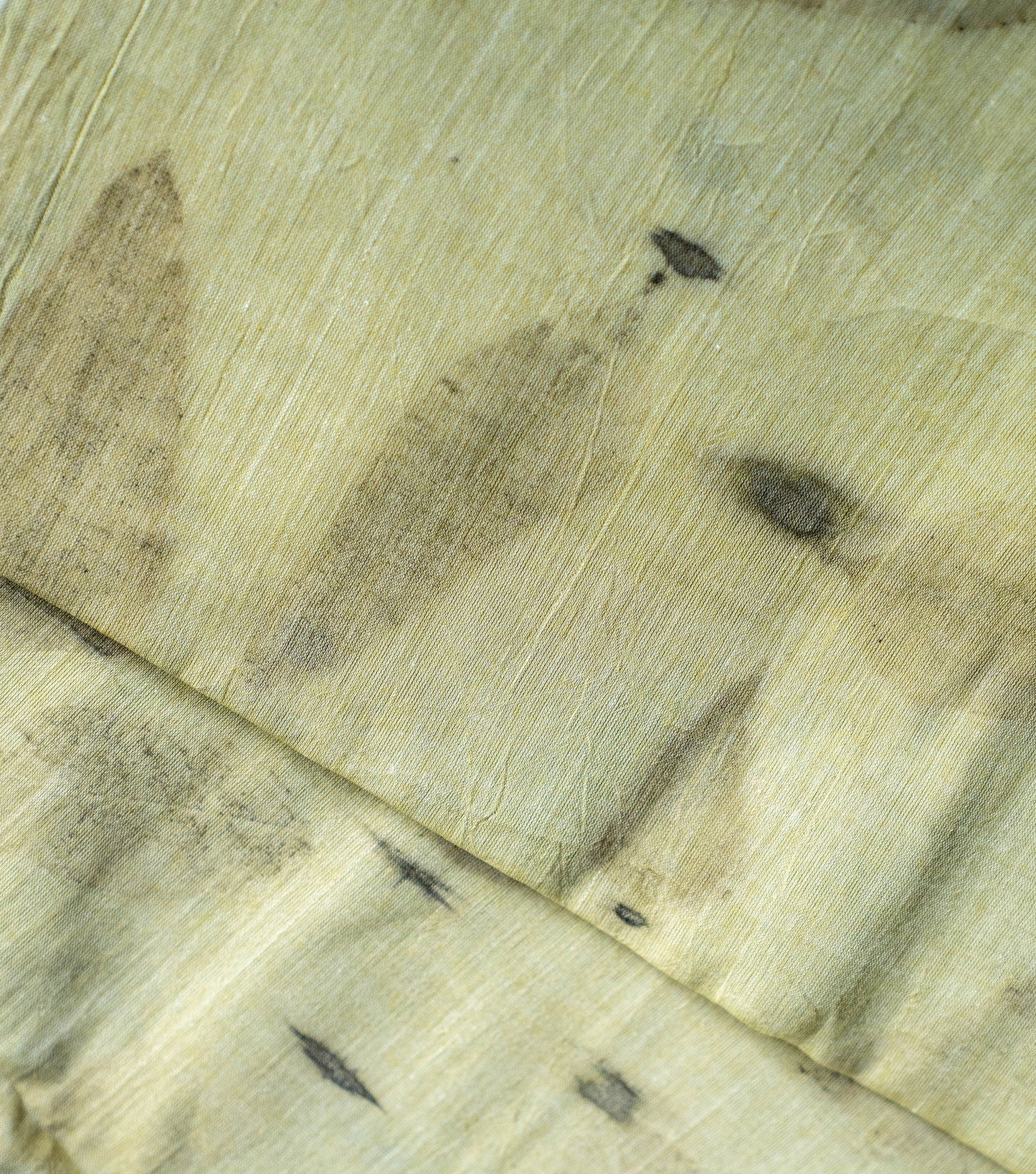 Eucalyptus Leaves All Over Light Green Cotton Saree (Hand Dyed With Spinach Extract)