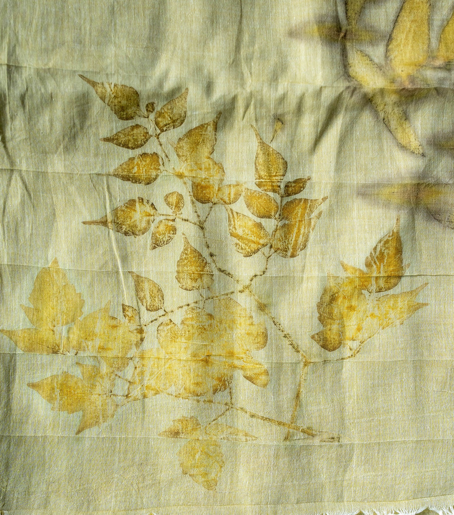 Tiger Design Pallu with Eucalyptus leaves Light Green Cotton Saree (Hand Dyed With Spinach Extract)